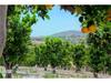 18490 Lago Vista
 Rancho Santa Fe CA 92067